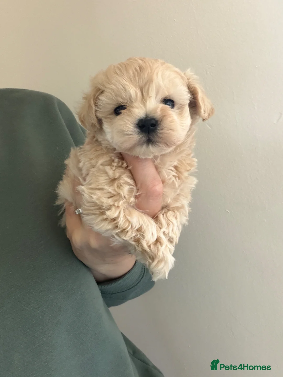 Maltipoo dogs for sale: 🐶❤️ Exceptional Tiny Maltipoo Puppies ❤️🐶 - Advert 18