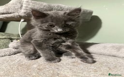 Domestic Shorthair cats for sale: Cute kittens in Dagenham - Image 32