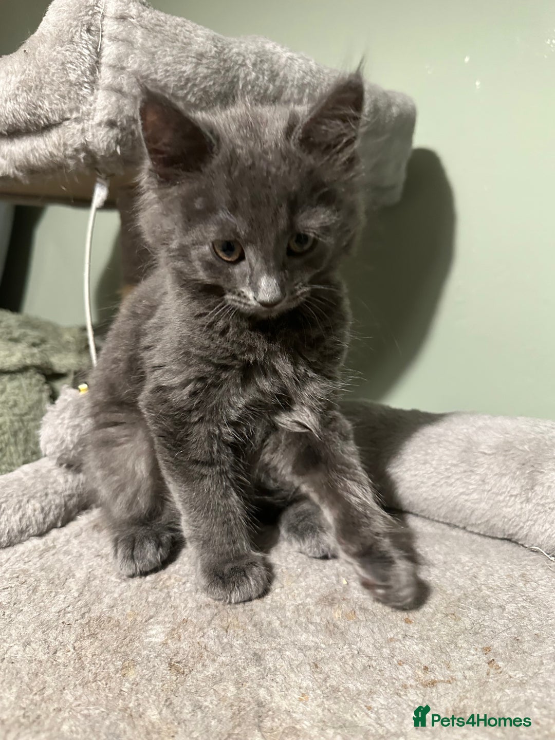 Domestic Shorthair cats for sale: Cute kittens in Dagenham - Image 32