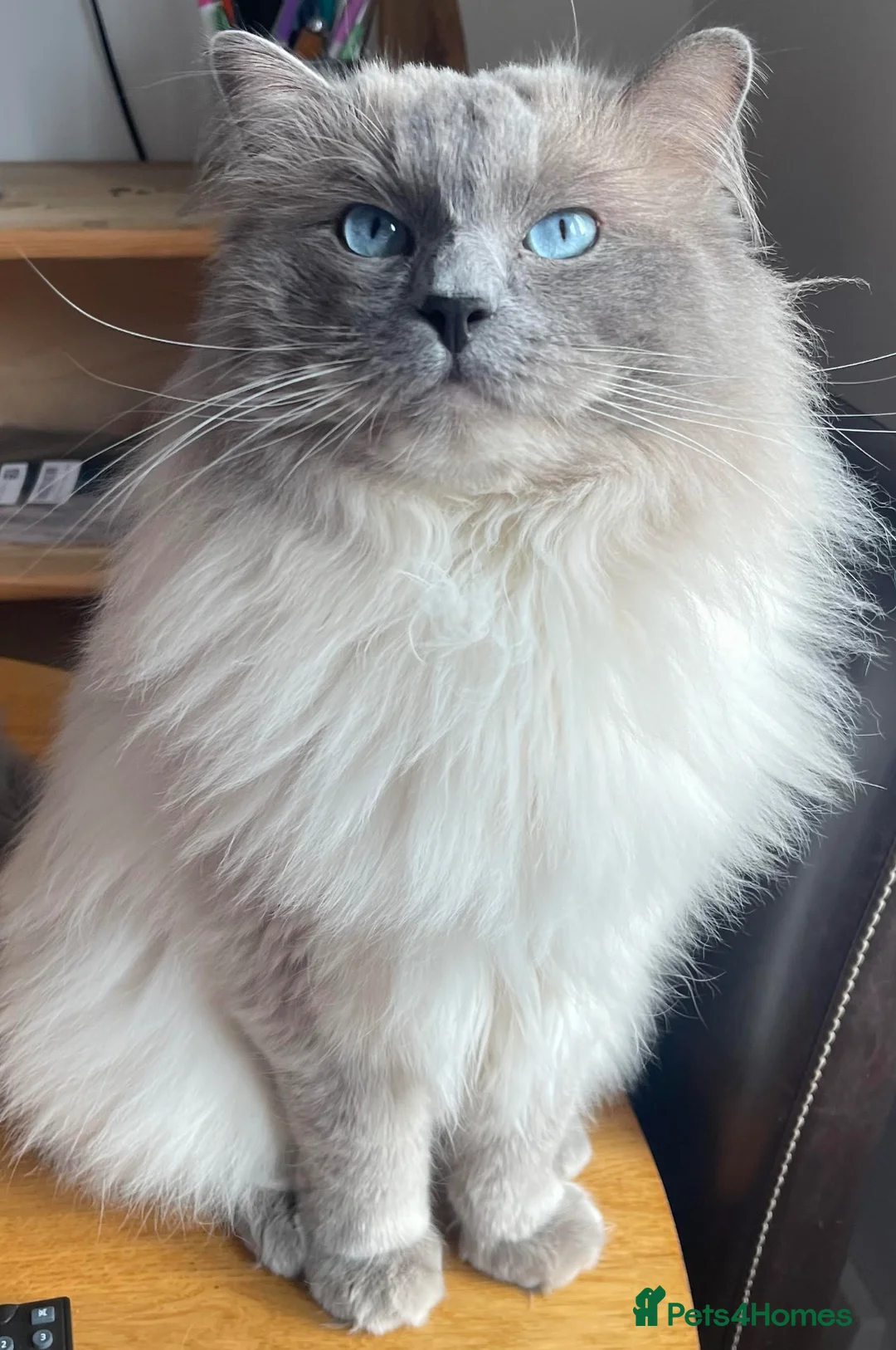 Ragdoll cats for sale: TICA Registered Ragdoll Kittens in Glasgow - Advert 23