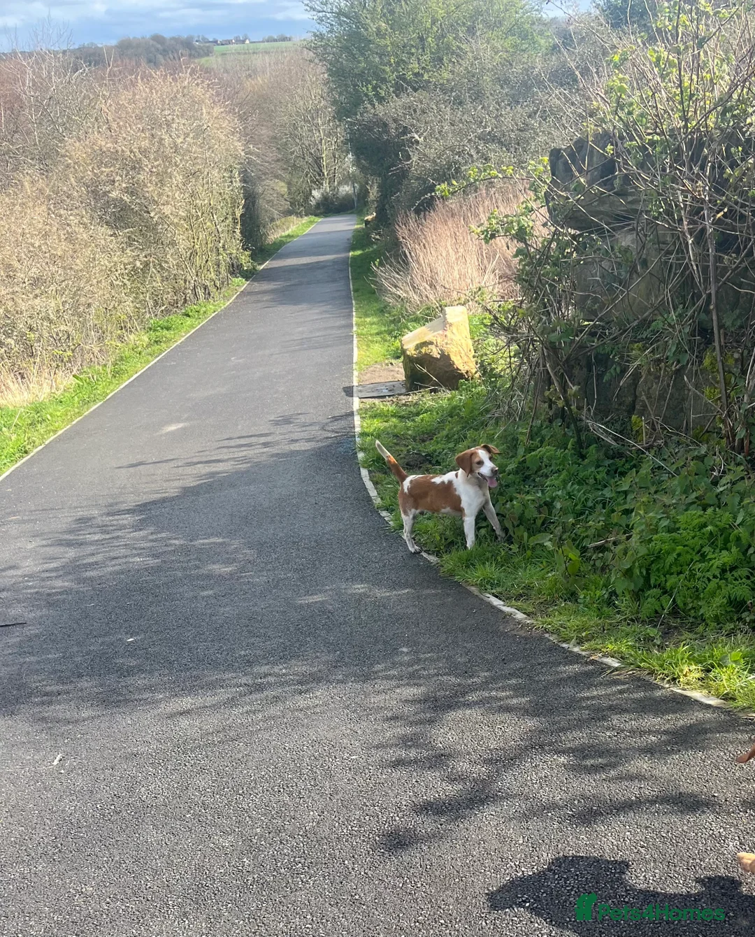 Beagle dogs for stud: Rocko pure beagle stud  in Doncaster - Advert 2