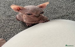 Sphynx cats for sale: Sphynx kittens for sale  - Image 17