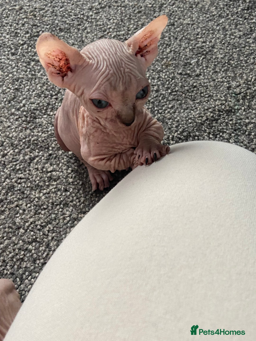 Sphynx cats for sale: Sphynx kittens for sale  - Image 17