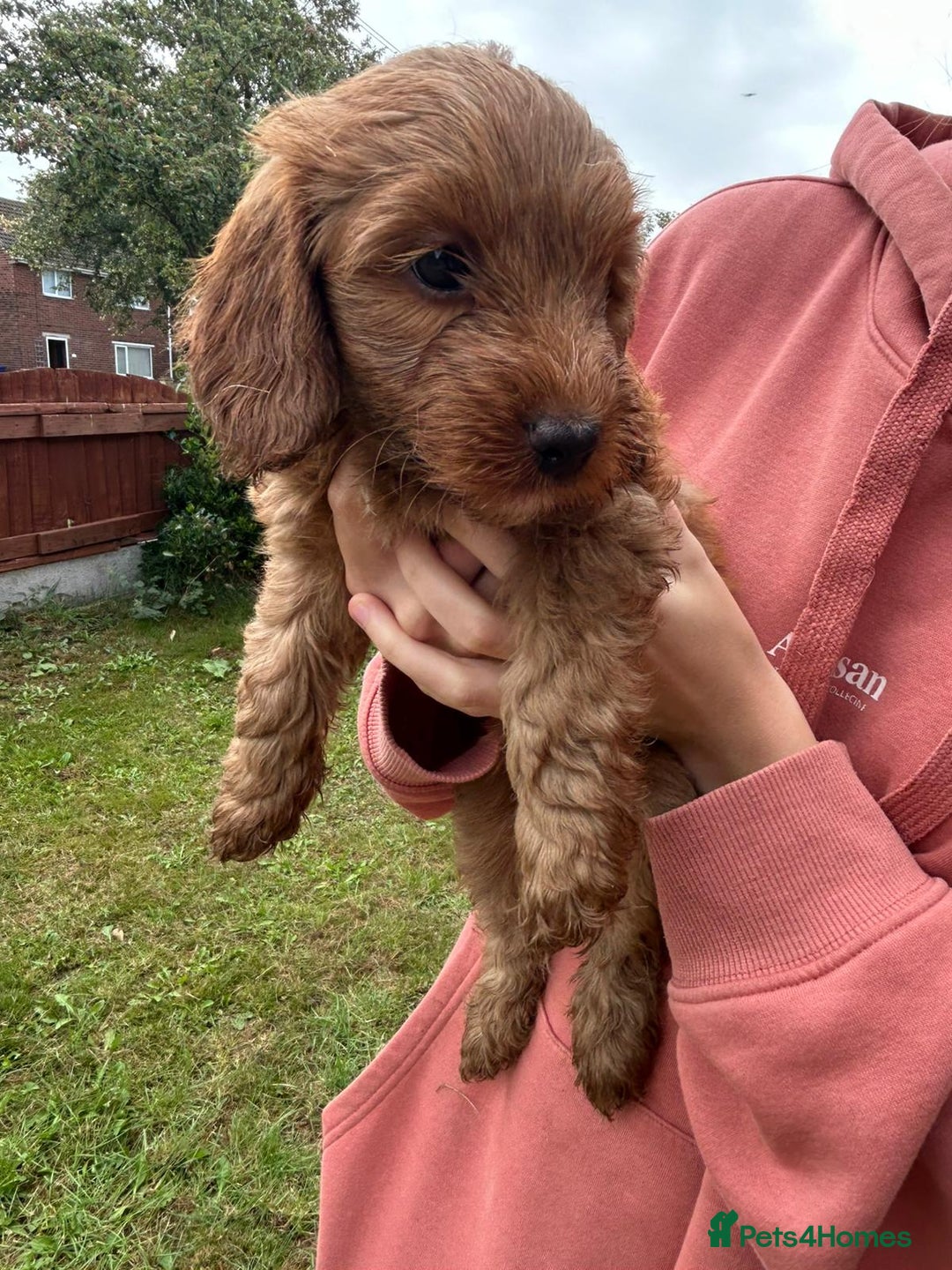 Cockapoo dogs for sale: Cockapoo pups - Image 28