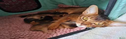 Abyssinian cats for sale: Abyssinian kittens in Scunthorpe - Advert 16