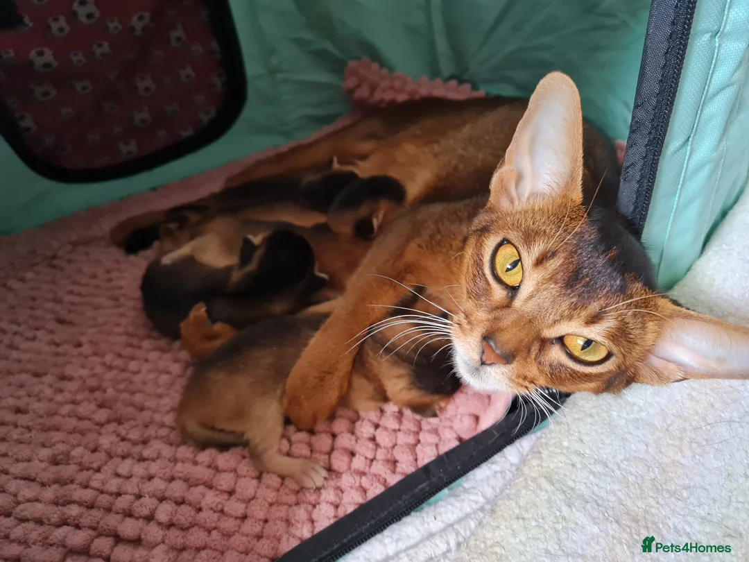 Abyssinian cats for sale: Abyssinian kittens in Scunthorpe - Advert 16