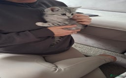 British Shorthair cats for sale: 2 males lovely cats  - Image 11