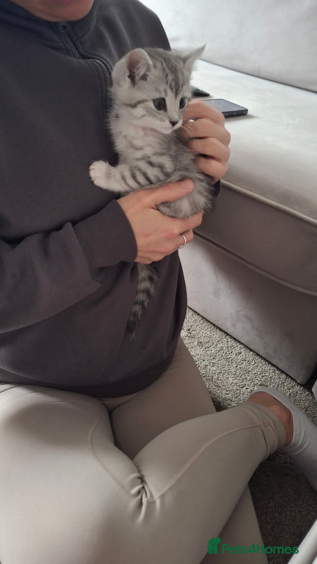 British Shorthair cats for sale: 2 males lovely cats  - Image 11