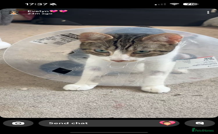 Domestic Shorthair cats - Advert 3