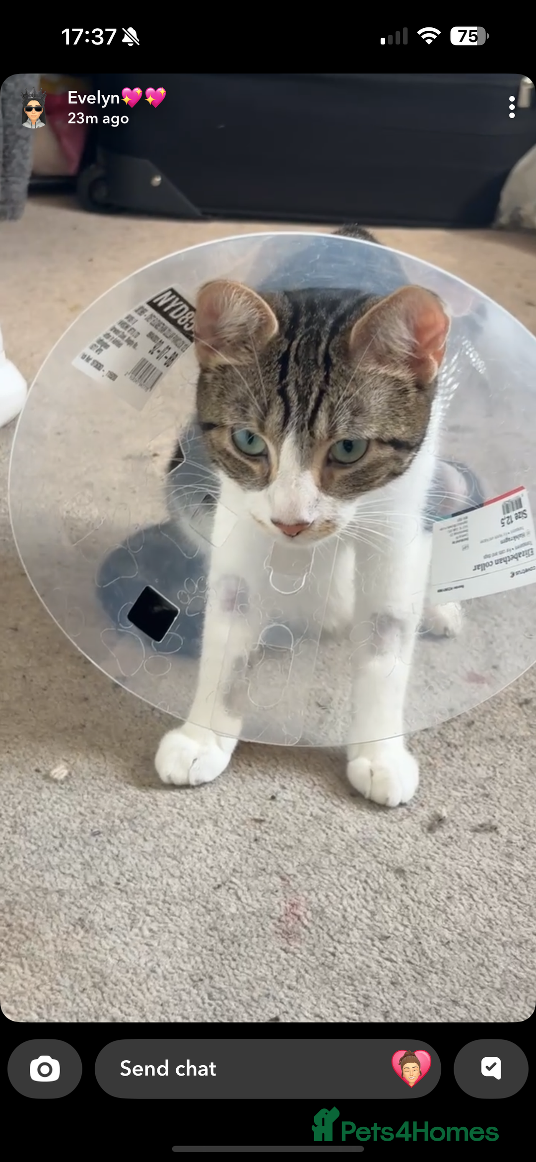Domestic Shorthair cats for sale: Female 3years old - Image 1