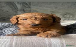 Cavapoo dogs for sale: Stunning Health Tested F1BB Cavapoo’s 🧬 - Image 30