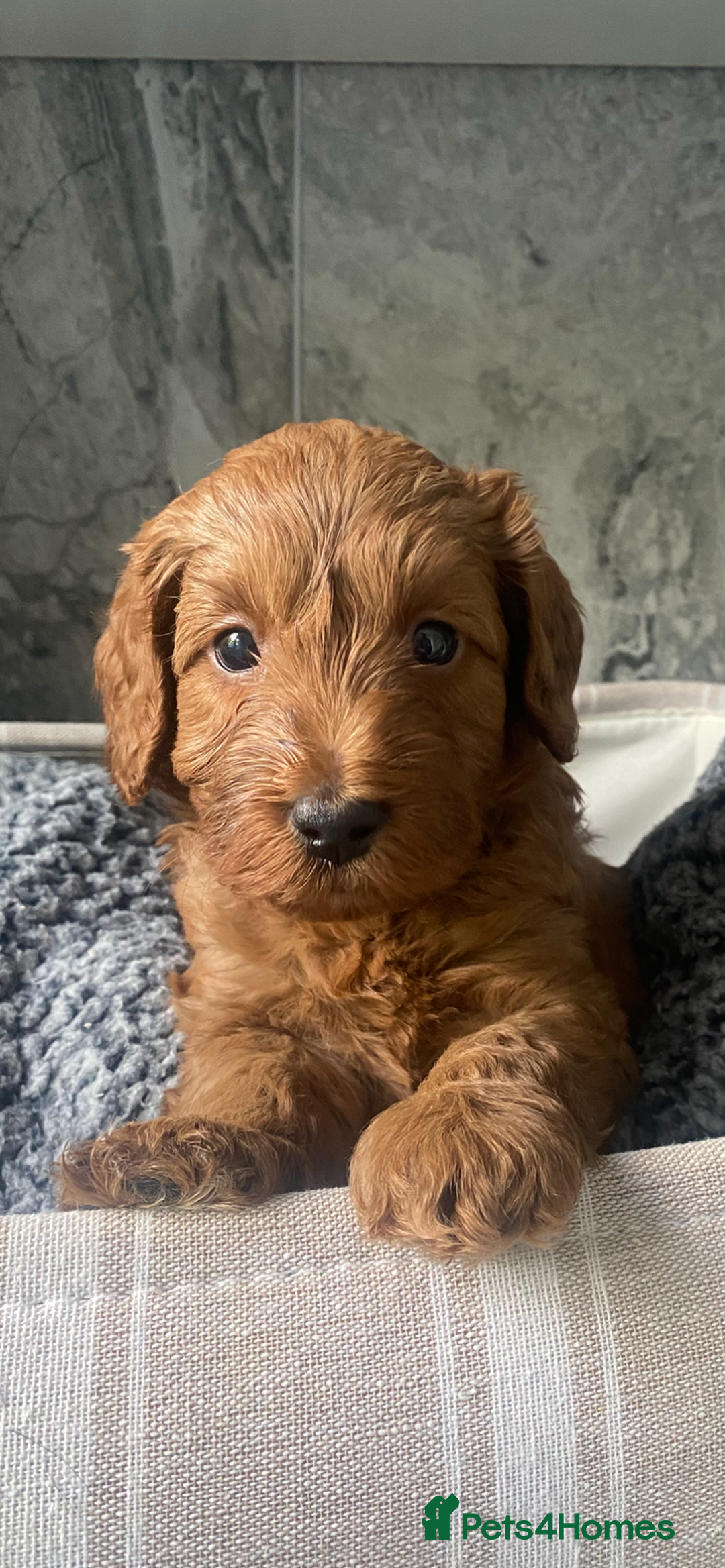 Cavapoo dogs for sale: Stunning Health Tested F1BB Cavapoo’s 🧬 - Image 30