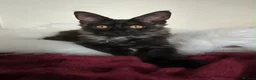 Maine Coon cats for sale: 3 TICA registered Maine Coon kittens. - Advert 6