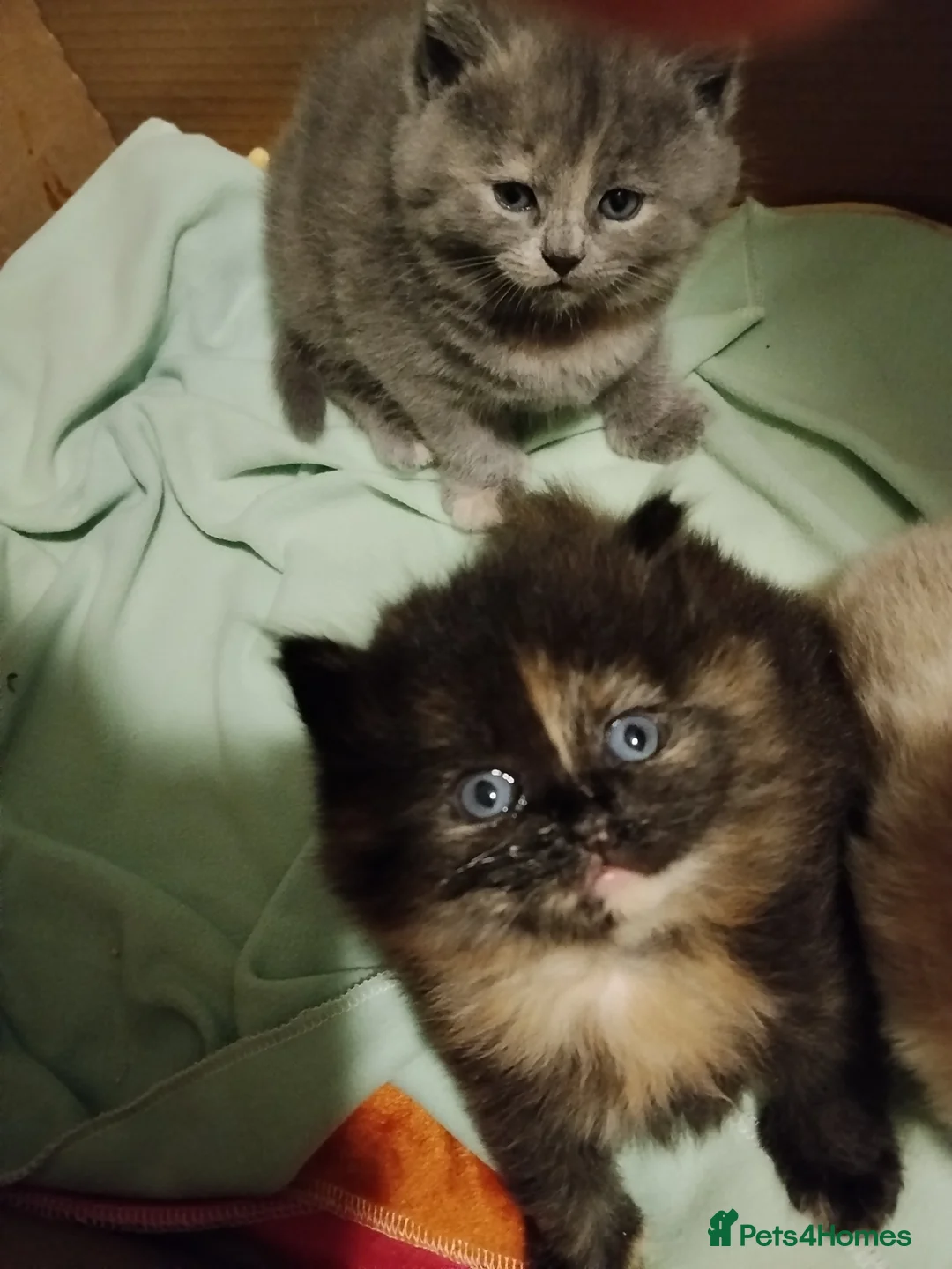 Mixed Breed cats for sale: Two fluffy girls ready for rehoming  - Advert 22