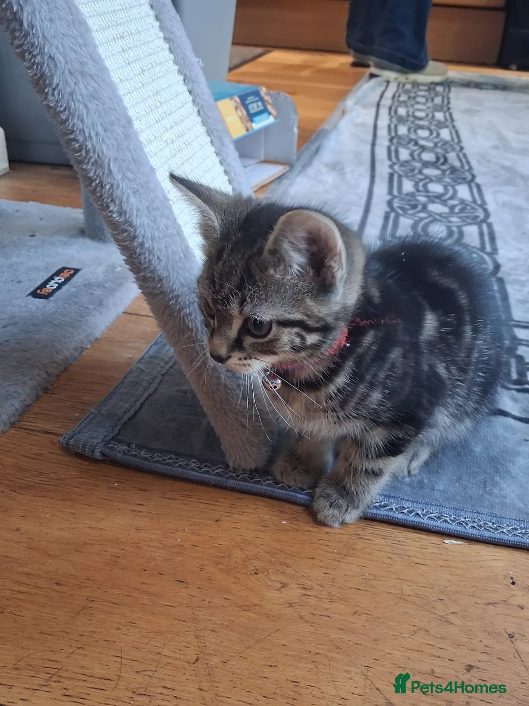 Mixed Breed cats for sale: Charlie  - Advert 1