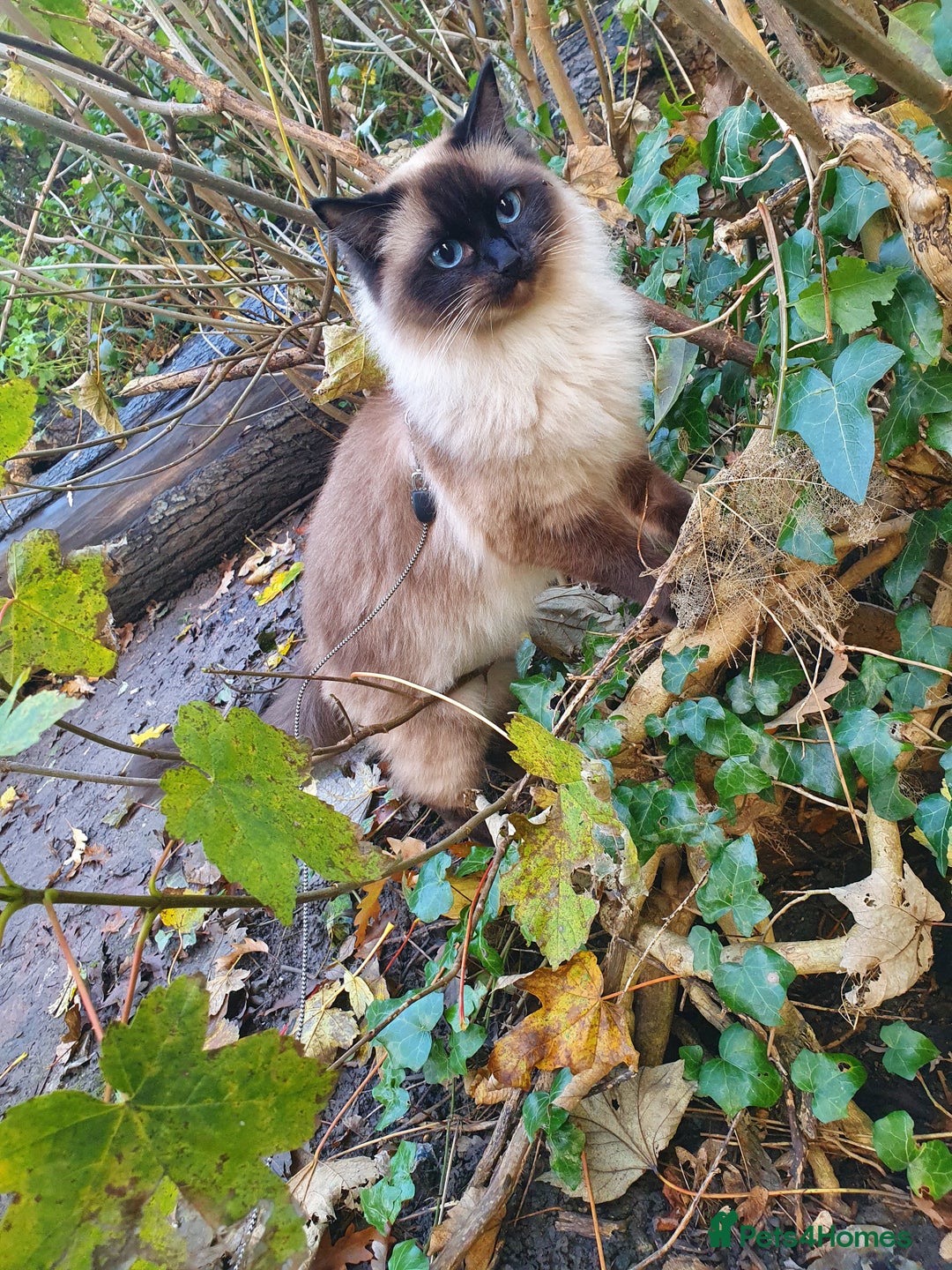 Ragdoll cats for sale: Ragdoll  Kittens  - Image 10