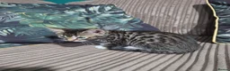 Bengal cats for sale: Bengal X DLH kittens  - Advert 8