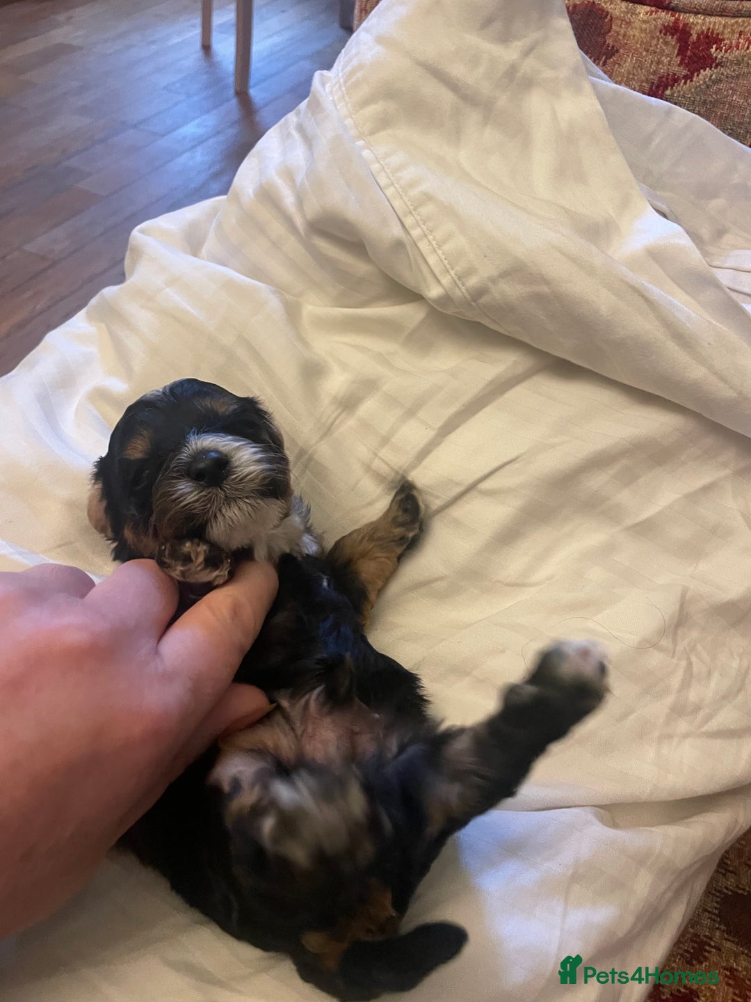 Cavapoo dogs for sale: Cavapoo - Advert 7