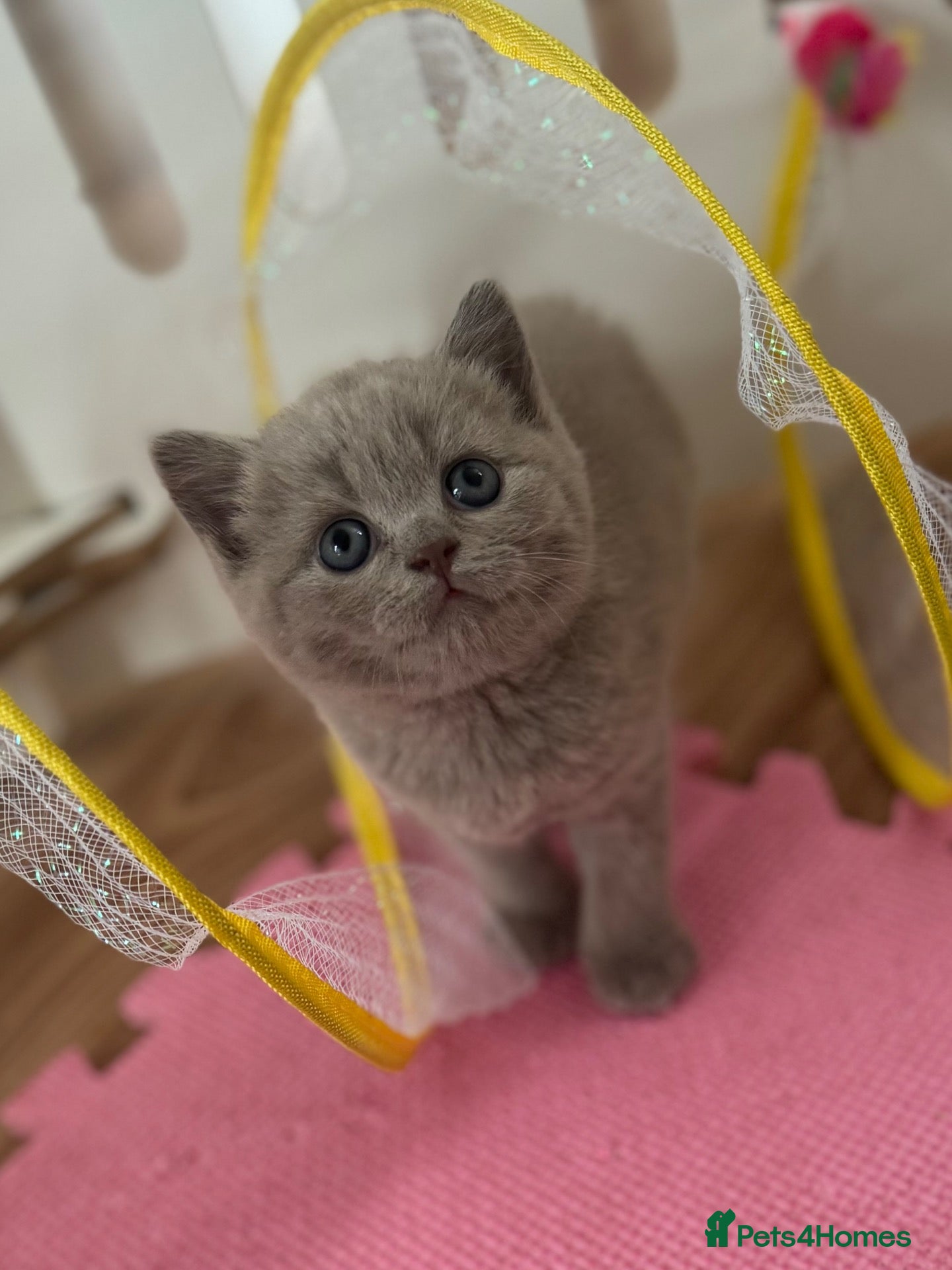 British Shorthair cats 🧡✅BSH red and lilac 💜Tica reg  - Advert 2