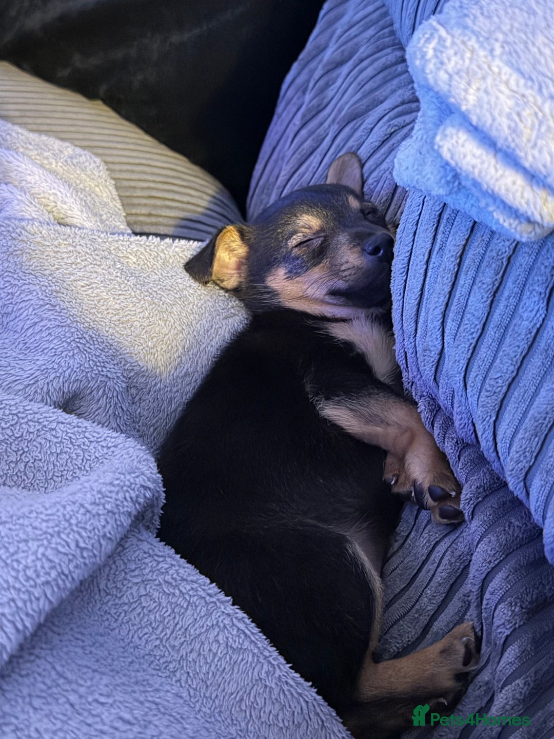 Mixed Breed dogs for sale: Lila  - Advert 1