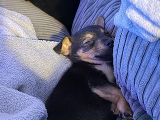 Mixed Breed dogs Lila - Advert 1