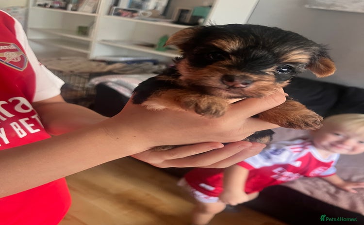 Yorkshire Terrier dogs - Advert 16