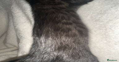 Bengal cats Beautiful bengals  - Advert 6