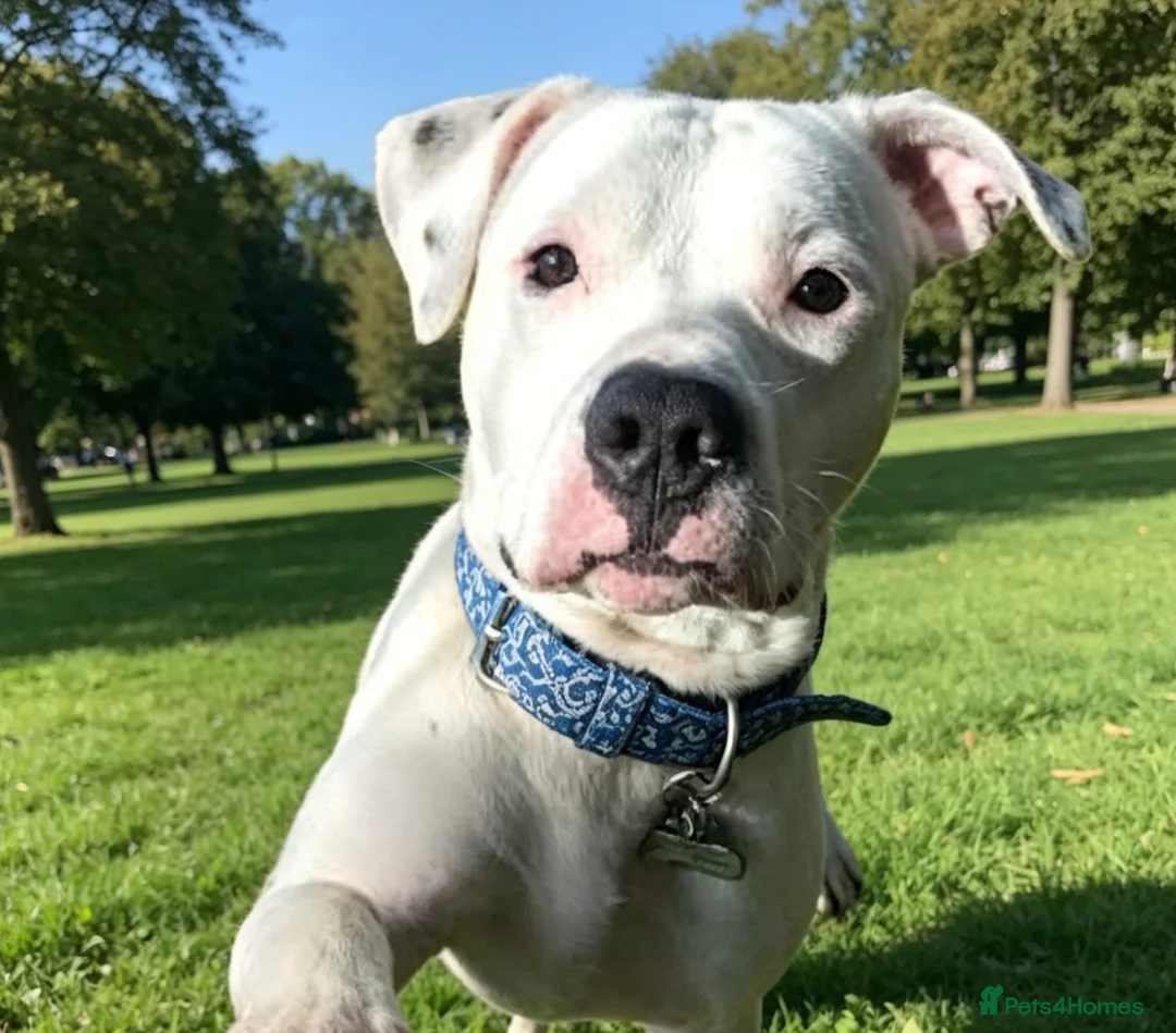 American Bulldog dogs for sale: American Bulldog female pup - Advert 1