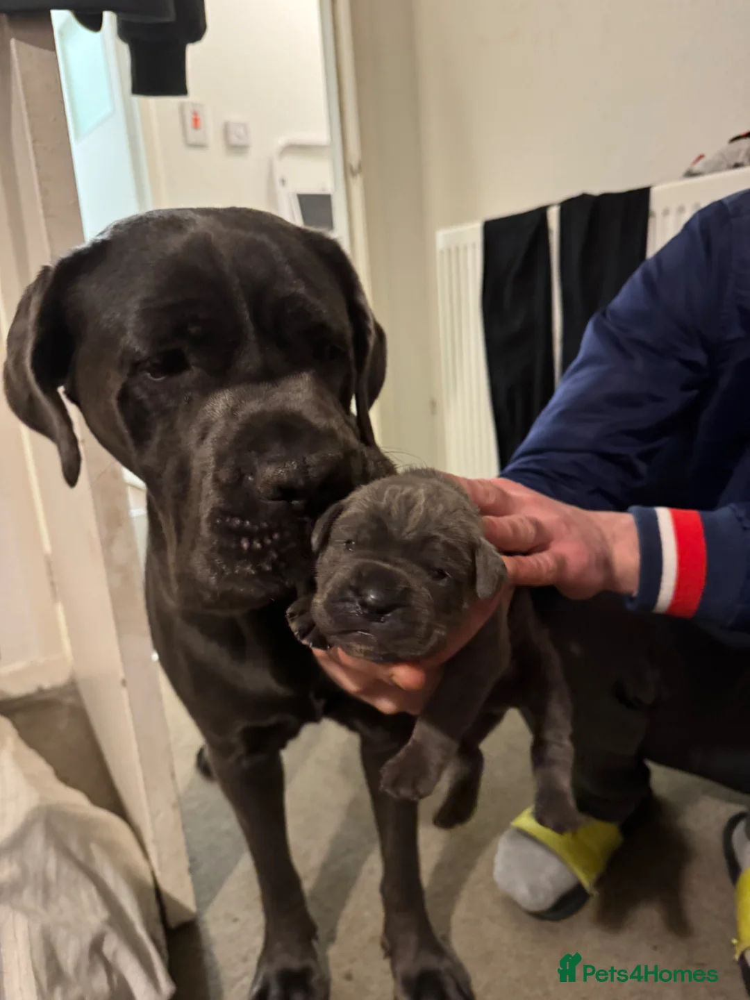 Cane Corso dogs for sale: Stunning 16week old Girl . - Advert 2