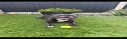 Staffordshire Bull Terrier dogs for stud: ZIGGY AVAILABLE FOR STUD HANDSOME PEDIGREE SBT in Nottingham - Advert 4