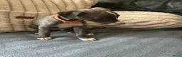 Whippet dogs for sale: Whippet Puppies Ready now - Advert 3