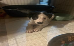 Mixed Breed dogs for sale: Lurcher x wiggy pups - Image 4