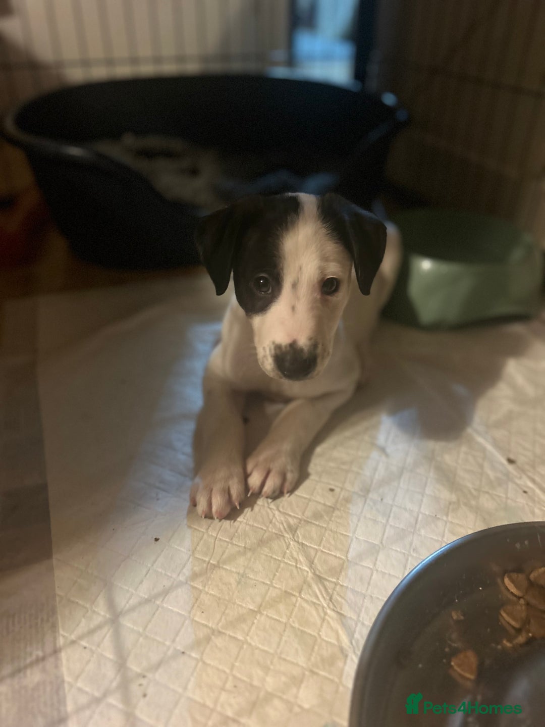 Mixed Breed dogs for sale: Lurcher x wiggy pups - Image 4