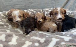 Cockapoo dogs for sale: 🐶Stunning F1 Cockapoos, Licensed Breeder🐾 - Advert 17