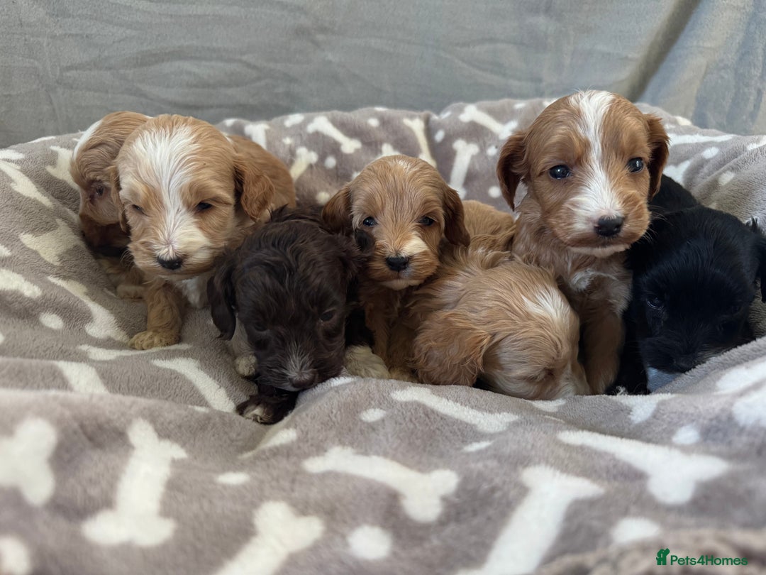 Cockapoo dogs for sale: 🐶Stunning F1 Cockapoos, Licensed Breeder🐾 - Advert 17