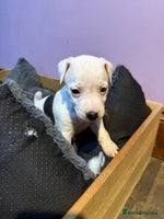 Mixed Breed dogs Patterdale x Parson Russel pups - Advert 15