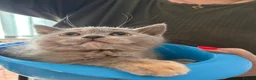 British Shorthair cats for sale: NOW READY Blue cream and lilac British shorthairs - Advert 5