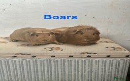Guinea Pig rodents for sale: Lots of Guinea Pigs Always available!  - Image 5