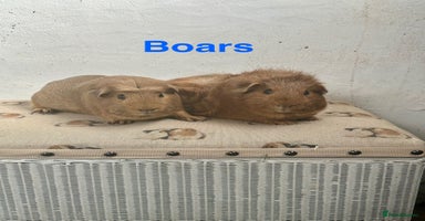 Guinea Pig rodents - Advert 5