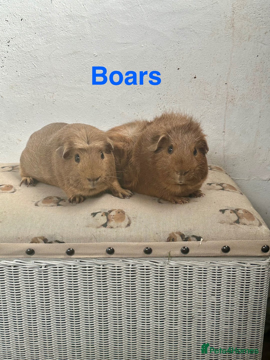 Guinea Pig rodents for sale: Lots of Guinea Pigs Always available!  - Image 5