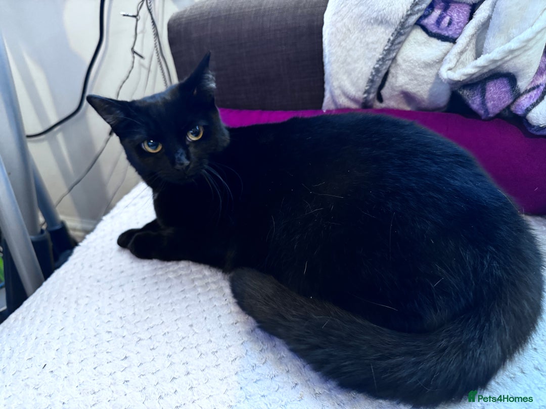 Mixed Breed cats for adoption: FREE rescue cats  looking for a new home  - Image 4