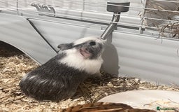 Guinea Pig rodents for sale: Ready to go! 2 male guinea pigs  - Image 6
