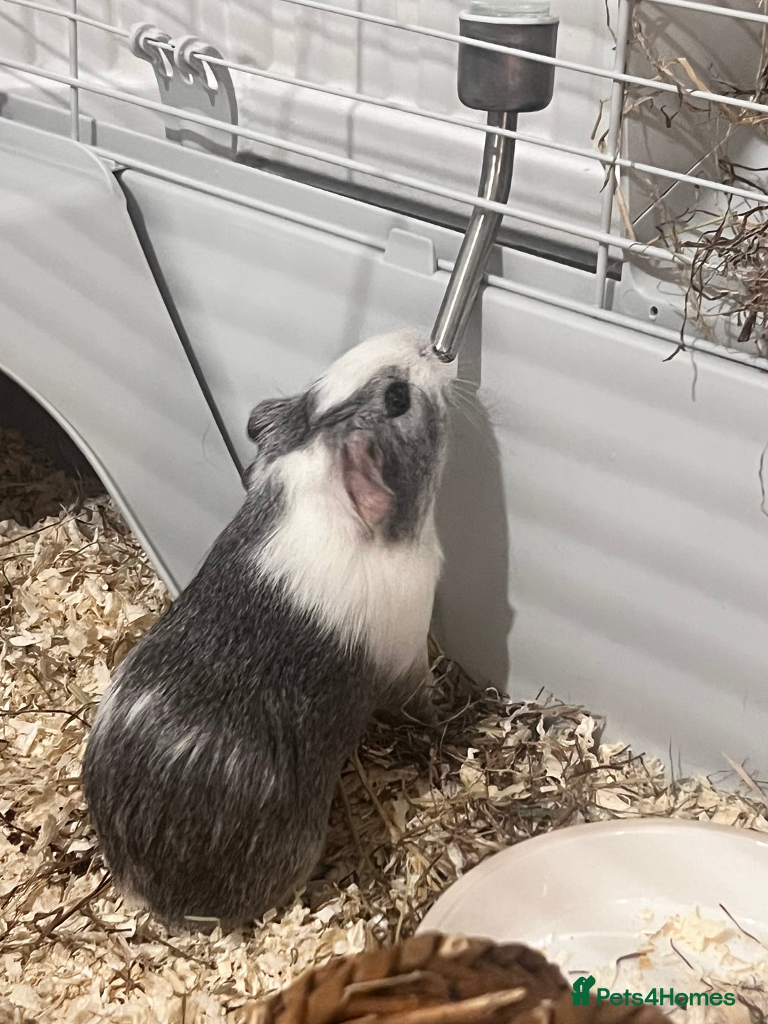 Guinea Pig rodents for sale: Ready to go! 2 male guinea pigs  - Image 6