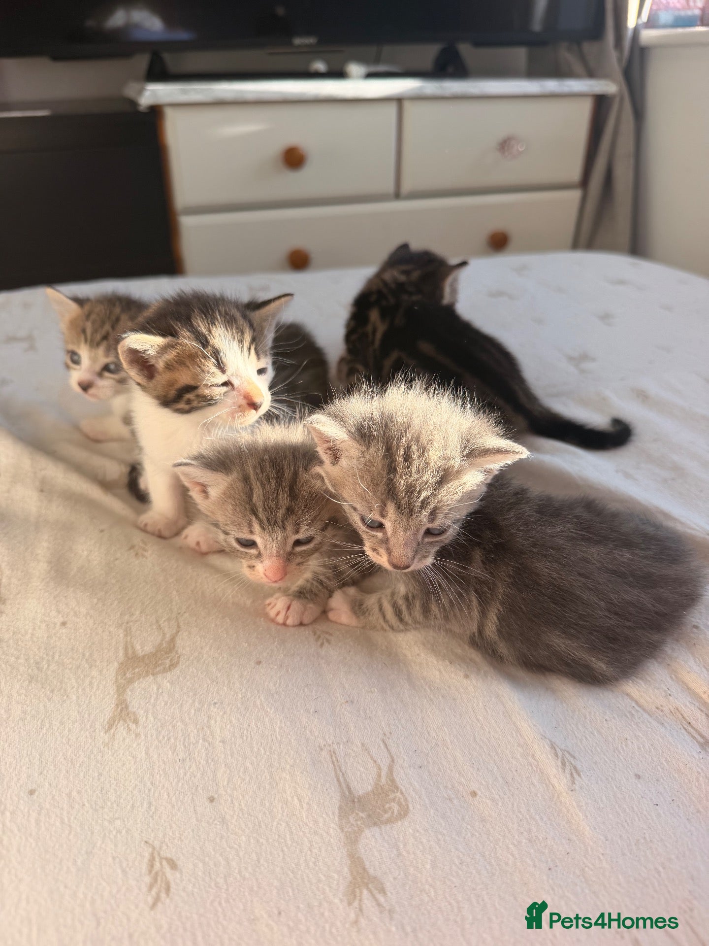 Mixed Breed cats Kittens  - Advert 5