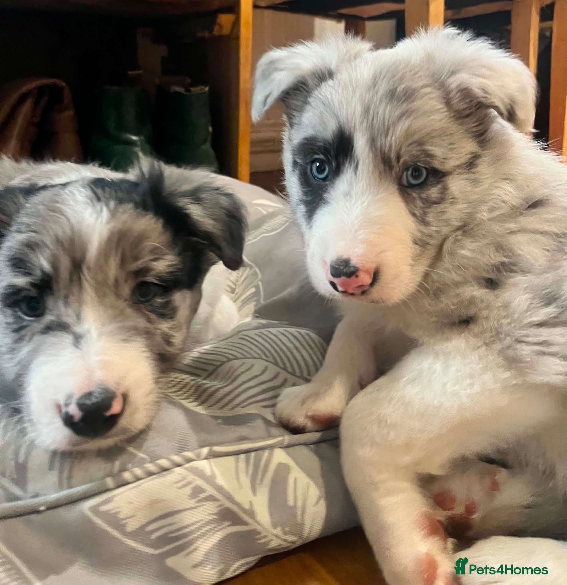Border Collie dogs Stunning blue Merle collie pups  - Advert 8