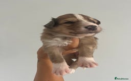Border Collie dogs for sale: Border Collie pup- Merle, Black, Chocolate, Blonde - Image 19