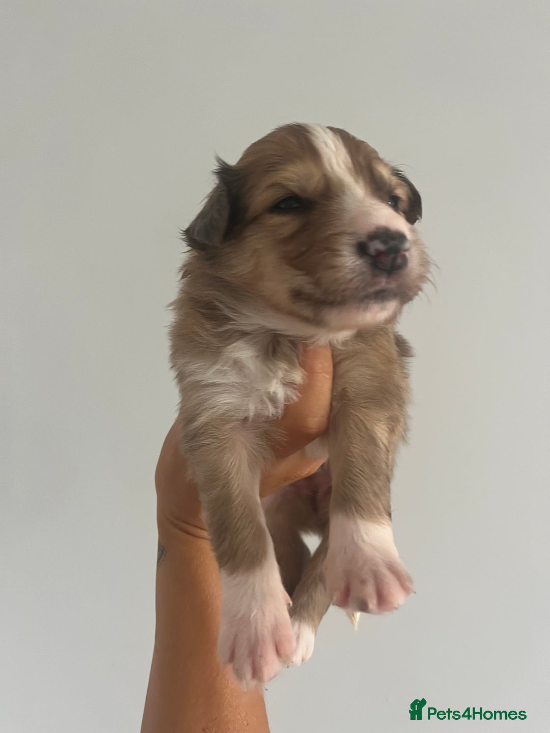 Border Collie dogs for sale: Border Collie pup- Merle, Black, Chocolate, Blonde - Image 19