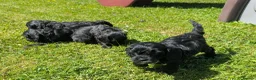 Cavapoo dogs for sale: Beautiful & Quality DNA Clear F1 Cavapoo puppies  - Advert 8