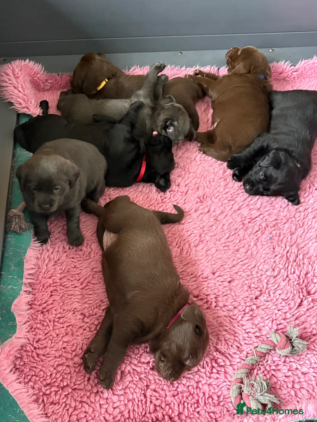 Labrador Retriever dogs for sale: Gorgeous KC, Charcoal, Chocolate and Black Labs - Advert 4