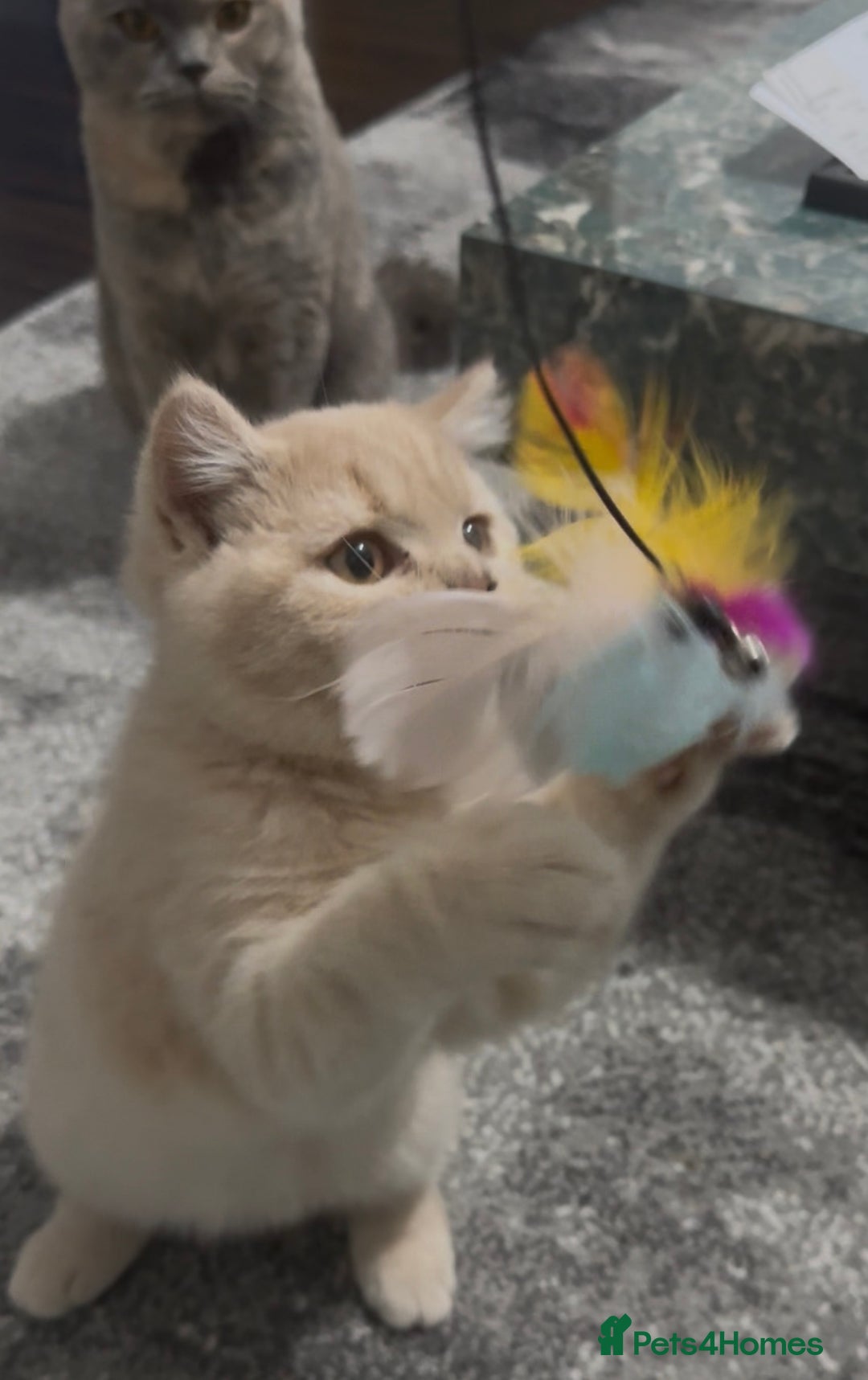 British Shorthair cats for sale: GCCF registered cream bsh boy - Advert 4